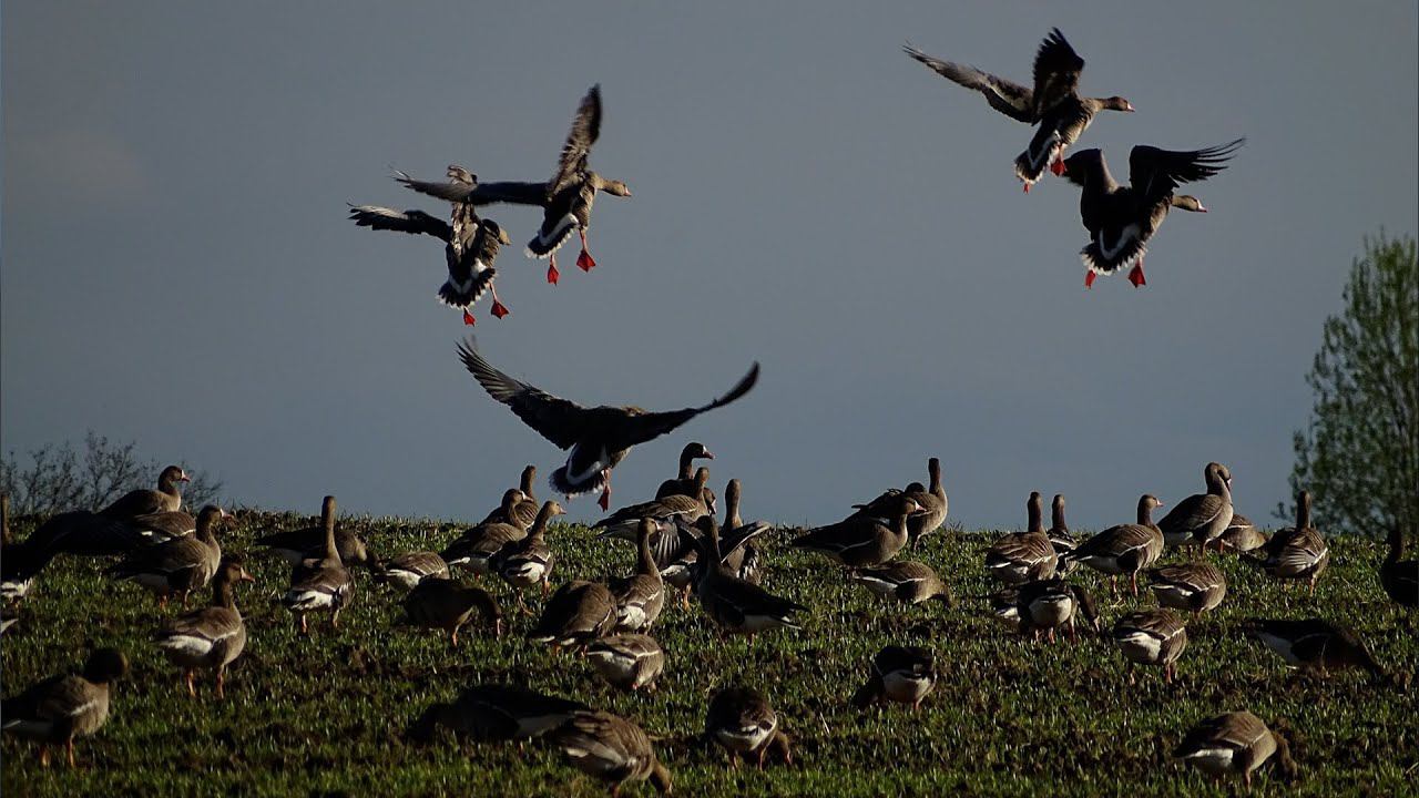 Гуси сели в чучела Полесник Non stop смотреть онлайн