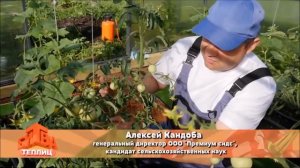 Какой грунт нужен в парник или теплицу для огурцов и помидоров