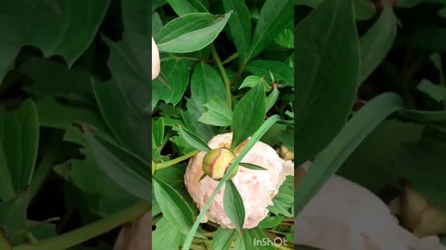 #shorts #дача #бузина#орехгрецкий#пион Бузина,Цветение.Орех.Пион. смотреть онлайн