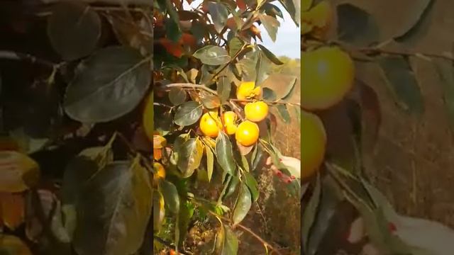 Хурма сорт Говерла