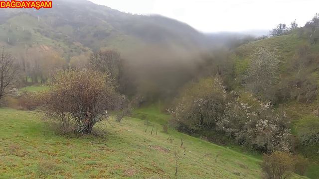 ÇOBAN ZORDA KALDIĞINDA İMDADINA KÖPEK YETİŞİYOR !!! DEV MANTAR BULDU ? ÇOBANIN BAYRAMI OLMAZ смотреть онлайн