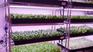 Гидропоника 4000 кг на 60 м2. Вертикальная ферма. Салат