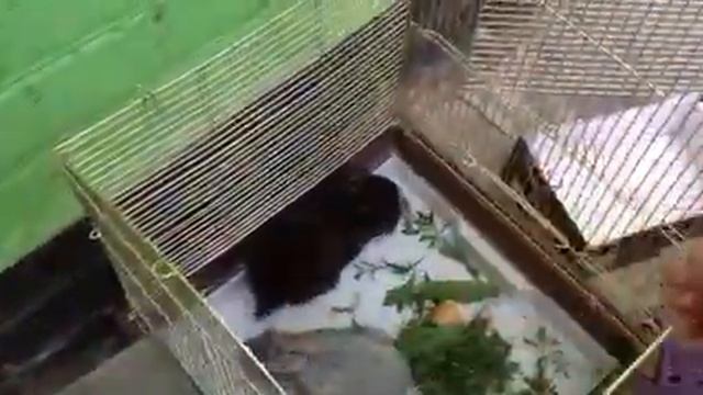 Декоративные кролики смотреть онлайн