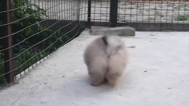 Гоша, он же Гога, он же Жора.... смотреть онлайн