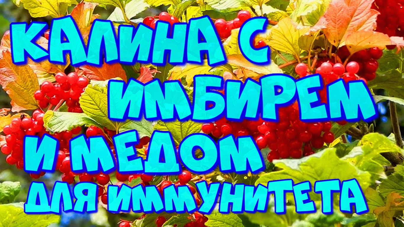 ▶️КАЛИНА С ИМБИРЁМ,МЁДОМ И ЛИМОНОМ,ДЛЯ ИММУНИТЕТА И ЗДОРОВТЯ,КЛАДЕЗЬ ВИТАМИНОВ И МИНЕРАЛОВ!?? смотреть онлайн