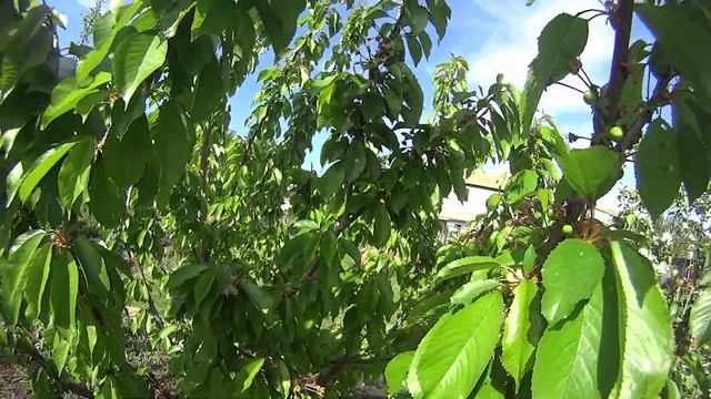 Яблоневый цвет.Яндыковка,Россошанское,Спартан.... смотреть онлайн