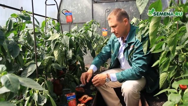 Перец сладкий Омброне и Тевере смотреть онлайн