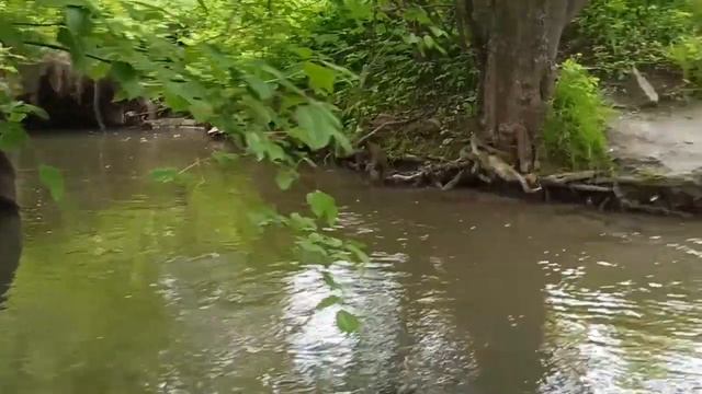 Съёмка природы на плёнку / Фотоаппарат Смена-8М смотреть онлайн