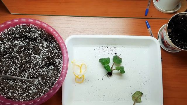 Реанимация фиалки. Как спасти фиалку. смотреть онлайн