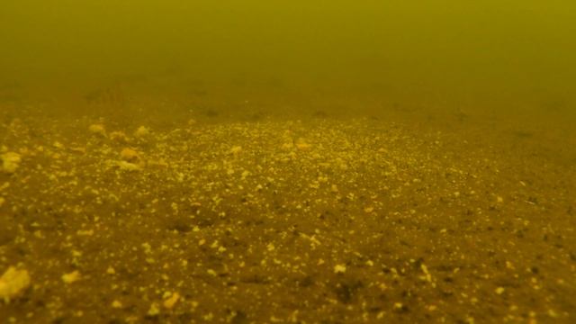 Кекс под водой, ??реакция рыбы??? Подводные съемки смотреть онлайн