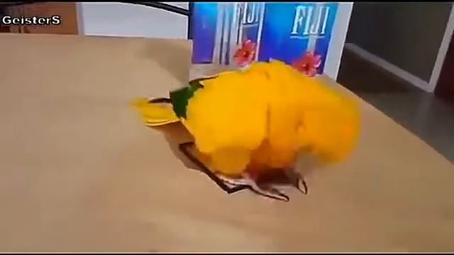 Жизнь попугая смотреть онлайн