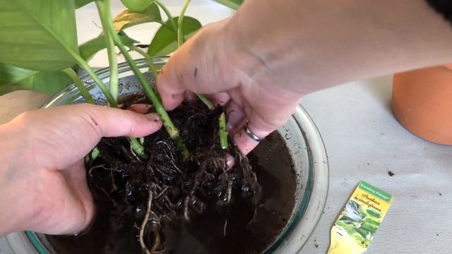 Repotting Pothos Plants ?For Beginners