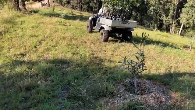 Planting macadamia trees in September 2020 смотреть онлайн