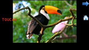 Learning Animals HD Names And Sounds For Toddlers Learn Wild Animals Names for kids