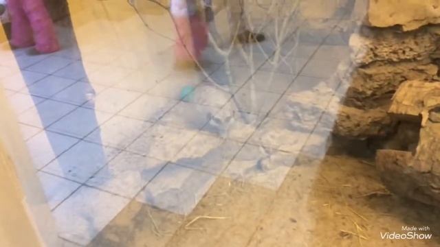 Зоопарк в Таллине 2 смотреть онлайн