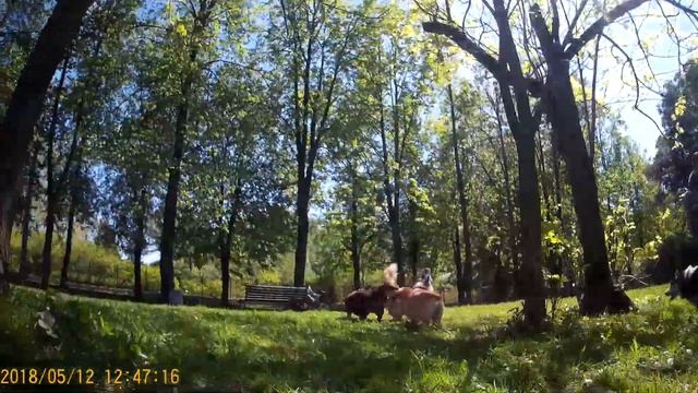 Коржики))) Вельш Корги Пемброк Кардиган))) #корги #прогулка #вельшкорги смотреть онлайн