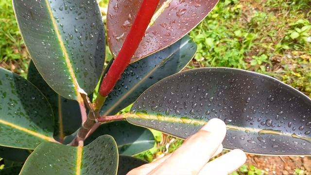 Ficus elastica 'Burgundy' rubber fig, rubber bush, dan indian rubber tree смотреть онлайн
