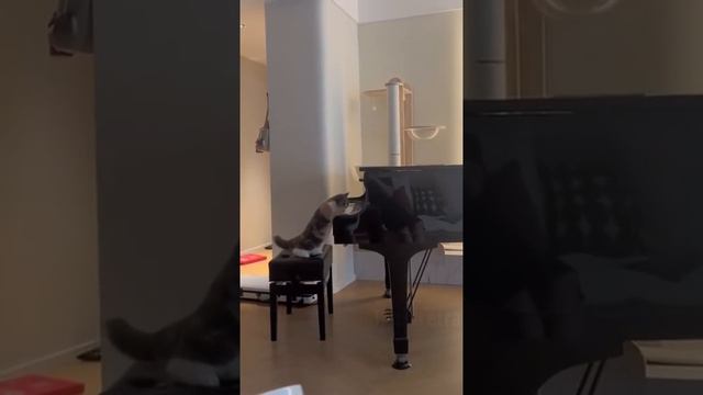 Кот случайно нажал лапой по клавише и мгновенно отпрыгнул назад. смотреть онлайн