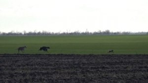 Охота с салюки и грейхаундами на зайца русака .Без трофеев не остались)