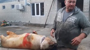 забил последнею свинку.нож в деле.18+