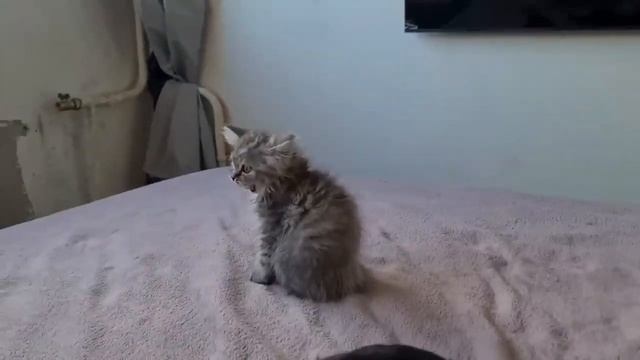 Красота с помойки! Главное не бояться трудностей. смотреть онлайн