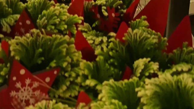 Selaginella смотреть онлайн