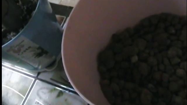 Красула, обновление корневой системы!!! смотреть онлайн