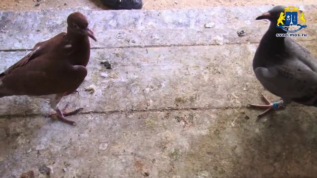 Префект СВАО посетил голубятню на Лазоревом проезде смотреть онлайн