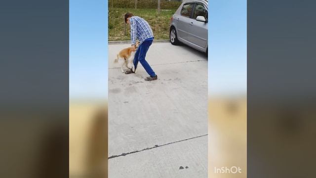 Когда у собаки течка смотреть онлайн