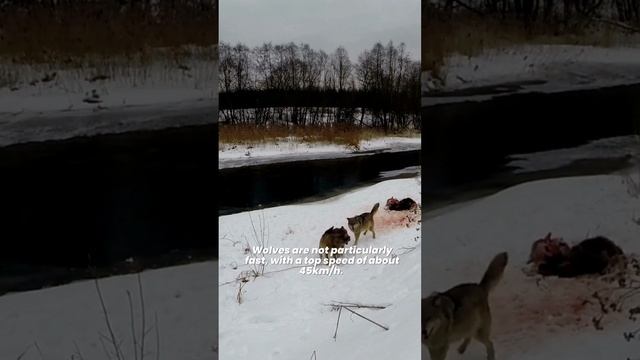 Grey Wolf ? The Elegant Predators and Highly Social Animals ? Gray Wolves Facts смотреть онлайн