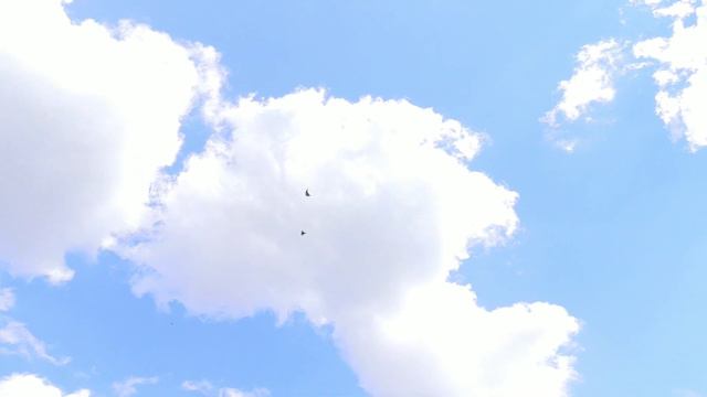 1.09.2021. Голуби в гору..а дети в школу... смотреть онлайн