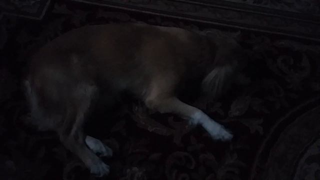 Мой пес бегает во сне смотреть онлайн