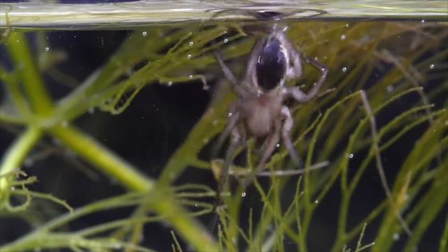 Spinning of water spider (Argyroneta aquatica) – 16 mm/Búvárpók harangépítése смотреть онлайн