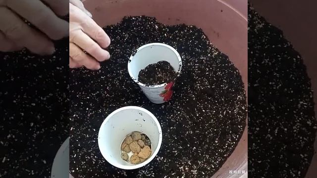 Рассаживаем капсикум смотреть онлайн