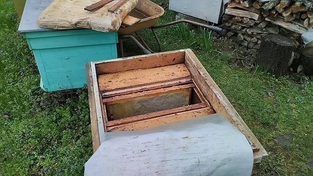 Отводок от будущей воспиталки#пасека#пчёлы смотреть онлайн