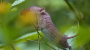 Как Избавиться От Мышей На Огороде? ЭТО Проверенное Средство Избавит Вас От Мышей Навсегда