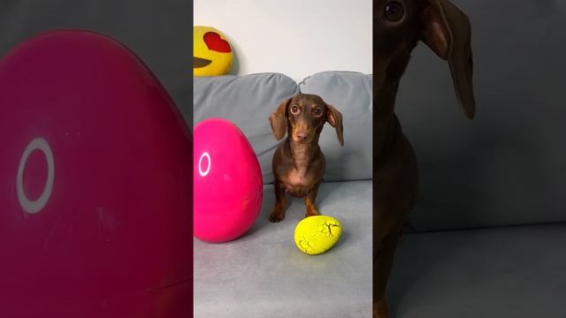 МАЛЕНЬКОЕ VS БОЛЬШОЕ II Чапи выбирает?.mp4 смотреть онлайн