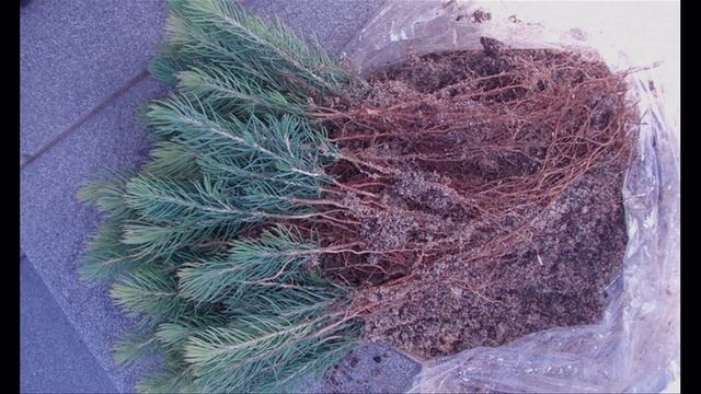 Размножение ели черенками смотреть онлайн