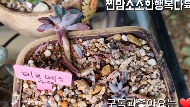 가을의 정취가 나네요 우리집에서도 #다육식물 #Succulent plants #多肉植物 смотреть онлайн