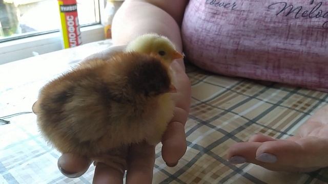 Как отличить петушка от курочки в суточном возрасте. смотреть онлайн