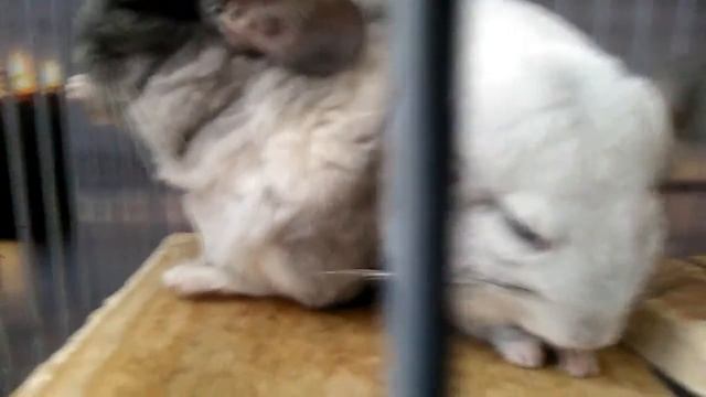 Температура шиншилл смотреть онлайн