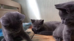 Продаются русские голубые котята . Русская голубая кошка.