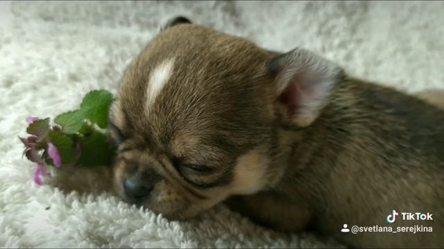 Спокойной ночи малыш чиш смотреть онлайн
