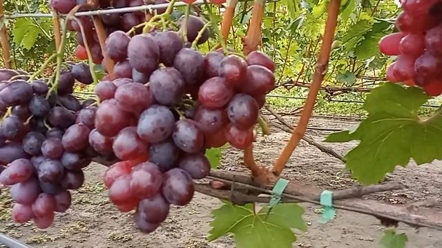 Урум: красивая и вкусная форма винограда смотреть онлайн