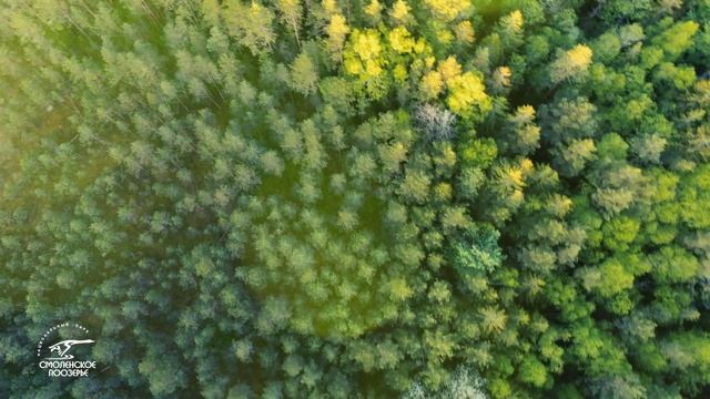 Животный мир НП Смоленское Поозерье смотреть онлайн