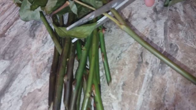 Как вырастить розу из черенка   / Посадки роз под Банки / Садимо рози під бутилки