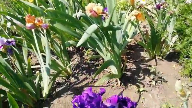 КОРОЛЬ ЦВЕТНИКА-ИРИС.ЧАСТЬ 3.ВЕЛИЧАВЫЕ ЦВЕТЫ С МНОЖЕСТВОМ ОКРАСОК У МЕНЯ В САДУ.ОБЗОР ЦВЕТЕНИЯ. смотреть онлайн