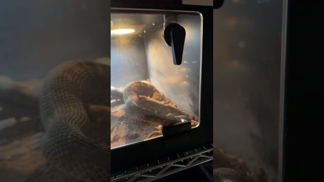 Feeding some of the rattlesnakes tonight смотреть онлайн