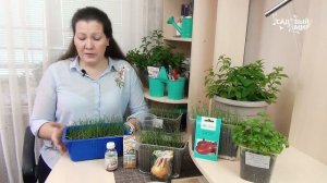 Лук на рассаду: стрижка пера и подкормка.