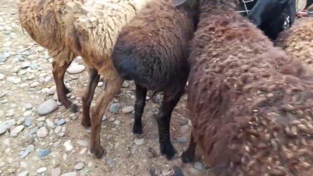 ИСКРА ШАНБЕ КУЙ БОЗОРИ ДУСТЛАР КИМАТЛАШИБ КЕТДИ ЯНА НАРХЛАРИ 13 марта 2021 г. смотреть онлайн